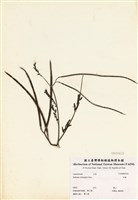 藏品(田菁)的圖片